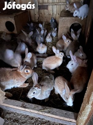 Magyar óriás nyúl