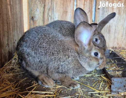 Magyar óriás nyúl