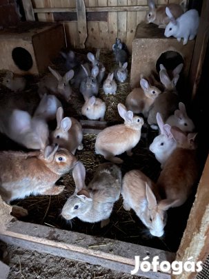 Magyar óriás nyúl