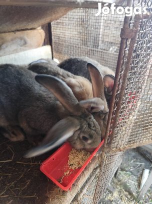 Magyar óriás nyúl