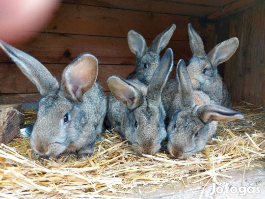 Magyar óriás nyúlak eladók
