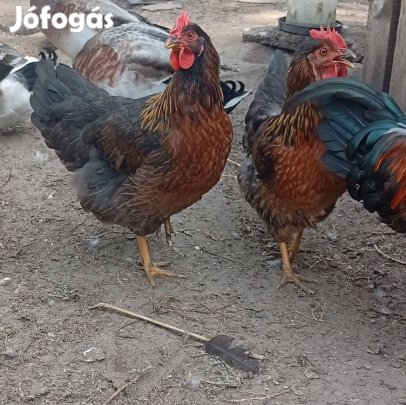 Magyar őshonos fogoly színű keltetni való tyúk tojás eladó!