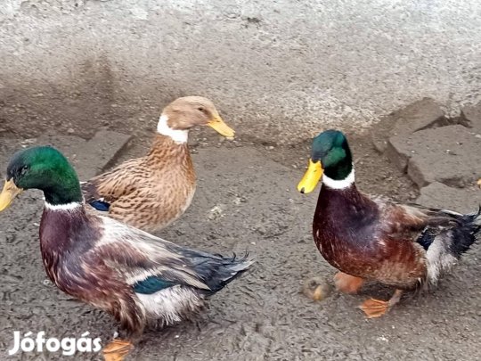 Magyar őshonos gácsér kacsa és krédli kakas