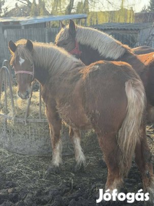 Magyar őshonos kaca csikó eladó