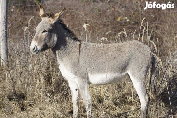 Magyar parlagi szamarak