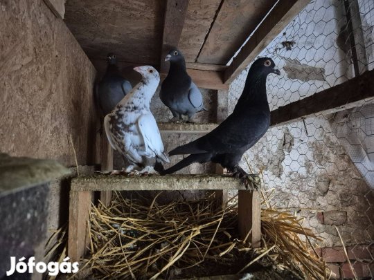 Magyar posta galambok elídók