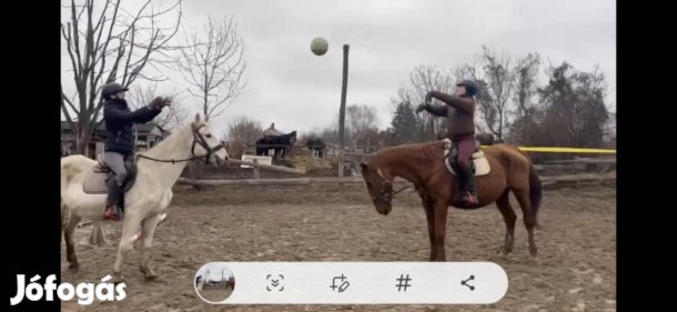 Magyar sportfélvér tenyészkanca iskolaló