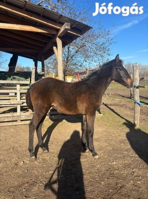 Magyar sportló csikó eladó