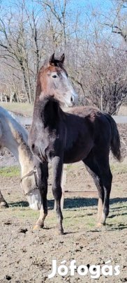 Magyar sportló kanca csikó 