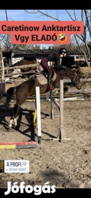 Magyar sportló kis méretű herélt lovacska