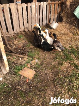 Magyar tarka gácsér