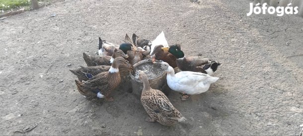 Magyar tarka kacsa 11db