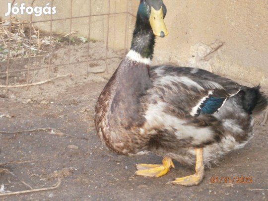 Magyar tarka kacsatojás eladó