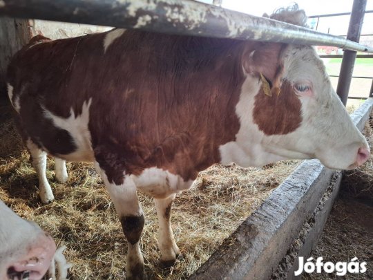 Magyar tarka nagyvemhes üszők eladók