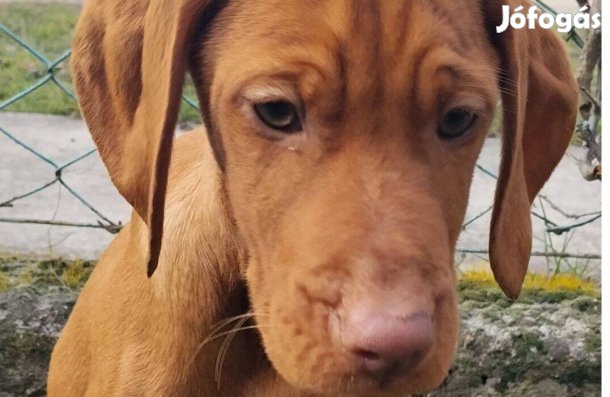 Magyar vizsla jellegű kölyök kutyus ingyen örökbefogadtható