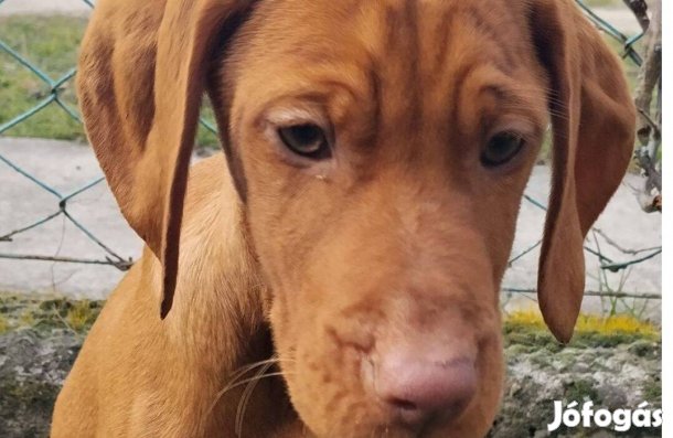 Magyar vizsla jellegű kölyök kutyus ingyen örökbefogadtható