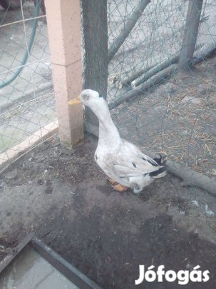 Magyarkacsa him cserélhető