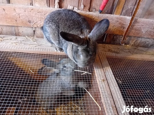 Magyaróriás anyanyúl