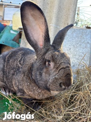 Magyaróriás jellegű Detes bak nyúl