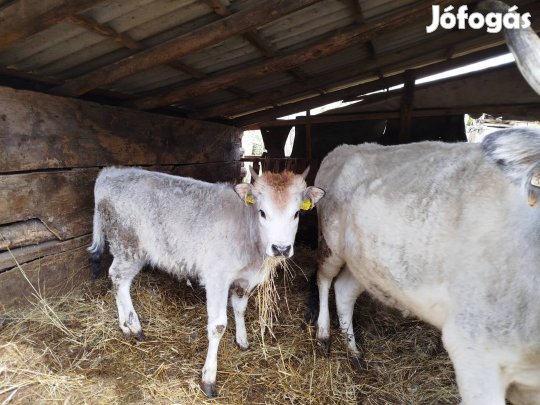 Magyarszürke marha tehén és üsző borjú 