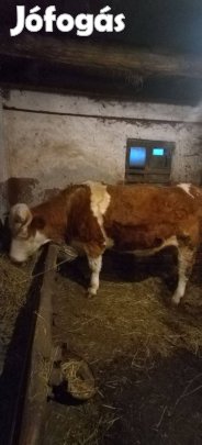 Magyartaka vemhes üsző eladó