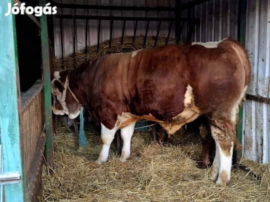 Magyartarka bika eladó