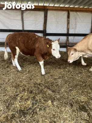 Magyartarka üsző borjú