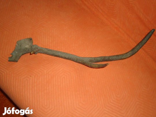 Magyon régi szarvas agancs
