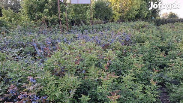 Mahónia eladó koszorúk, sírcsokrok tömítésére őstermelőtől számlával