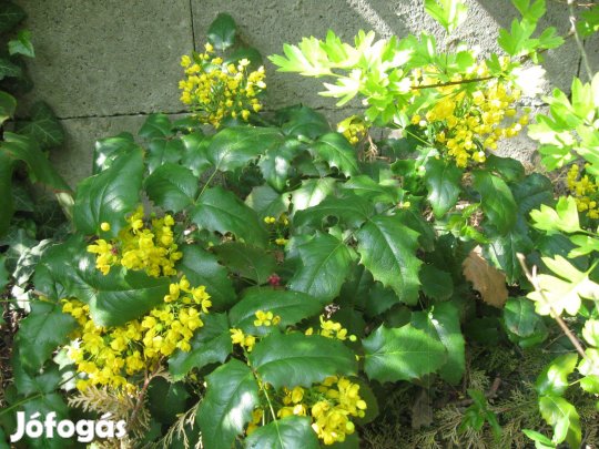 Mahónia tövek eladóak !