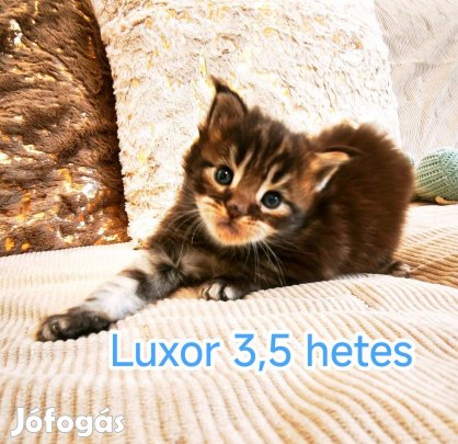 Maine Coon kandúr kiscica