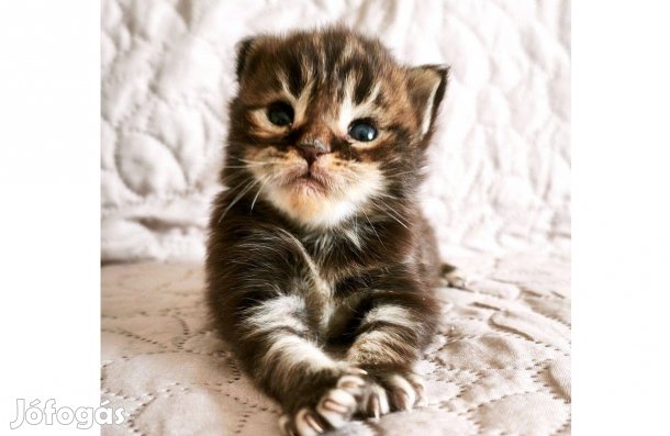 Maine Coon kandúr kiscica