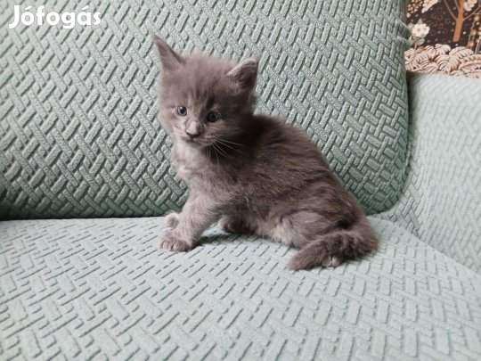 Maine Coon kandúr kölyök Xerico