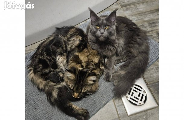 Maine coon kiscicák várhatók