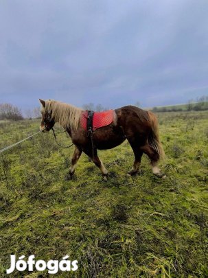 Maja a magyar hidegvérű kanca gazdát keres!