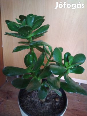 Majomfa, pozsgafa, pozsgás növény