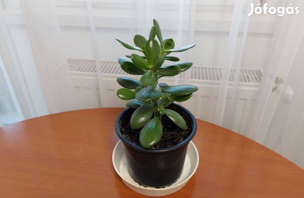 Majomfa dús erős levelekkel Budapesten