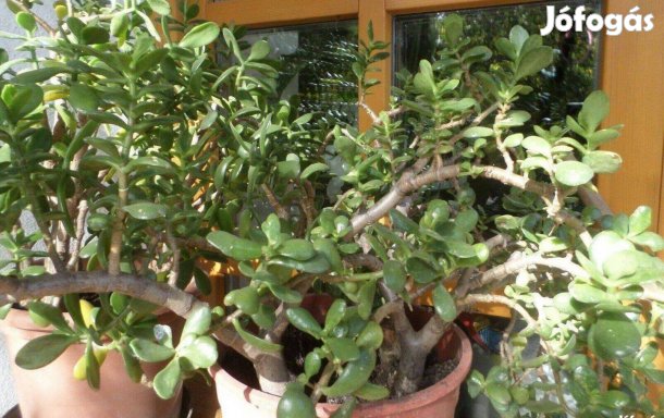 Majomkenyérfa 20 éves pénzfa virágzó szobanövény