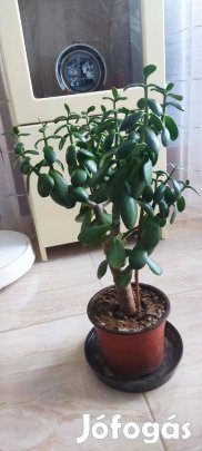 Majomkenyérfa, pozsgafa