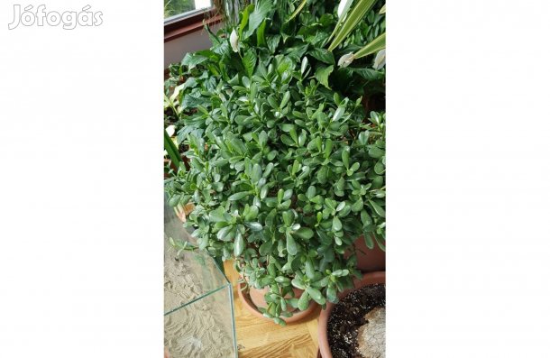 Majomkenyérfa kb 1 méter magas tömött lombozattal