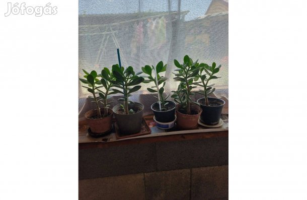 Majomkenyérfák eladóak