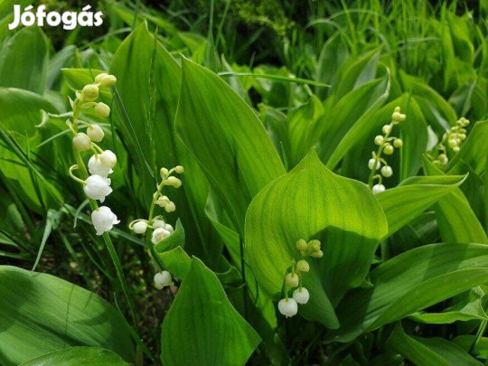 Májusi gyöngyvirág Cornvallaria majalis