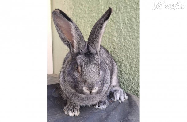 Májusi nagy csincsilla bak nyúl