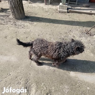 Májzli terelő kutya 