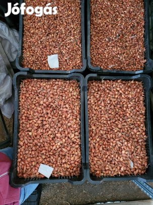 Makói bronz dughagyma eladó