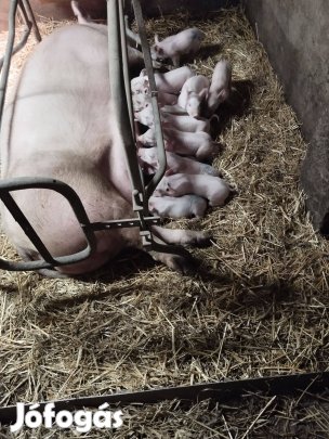 Malac,Malacok előjegyezhetőek