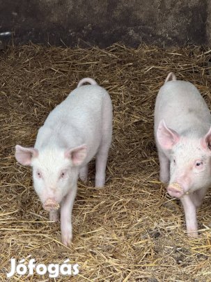Malac ,koca eladó