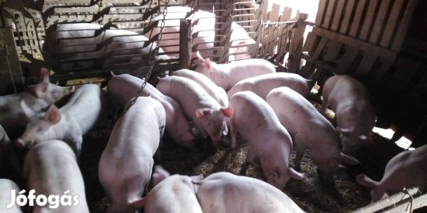 Malac, süldő, hízó eladó