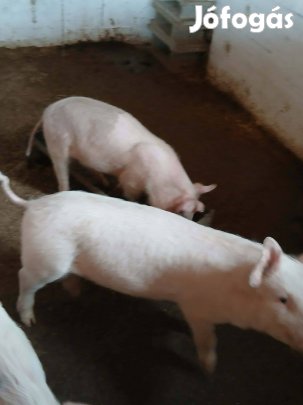Malac eladó 5 db durok fehér keverék