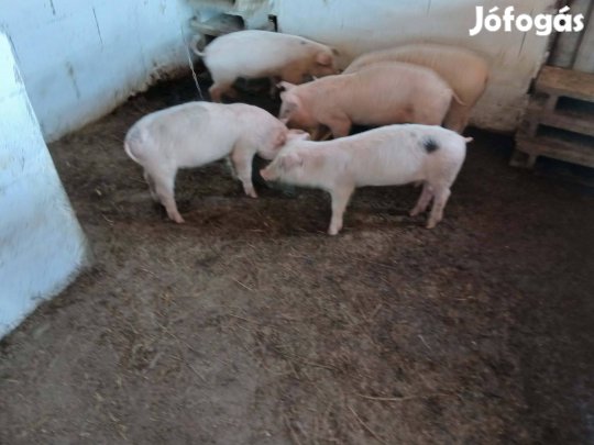 Malac eladó 5 db durok fehér keverék